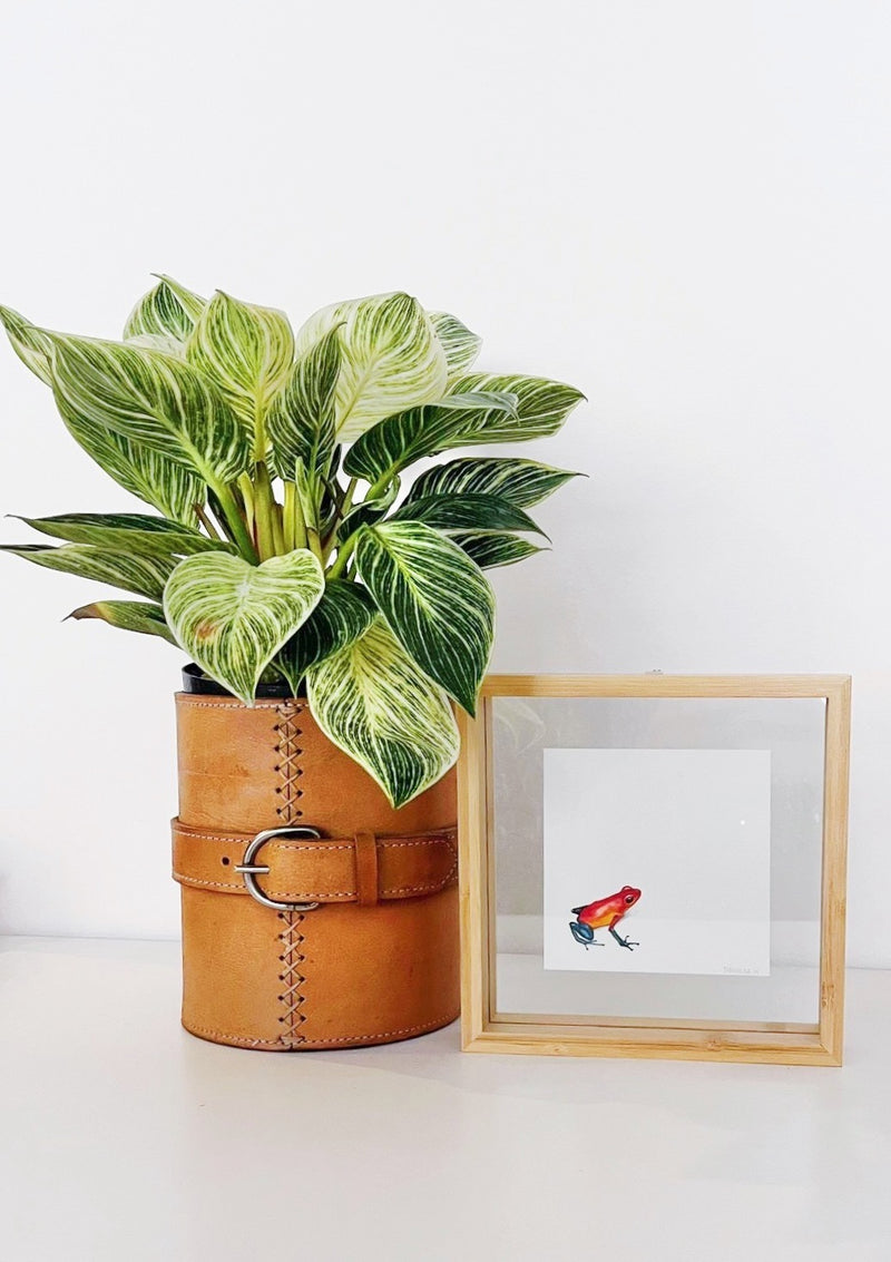 Blue Jeans Frog Print - Daniela Mejia