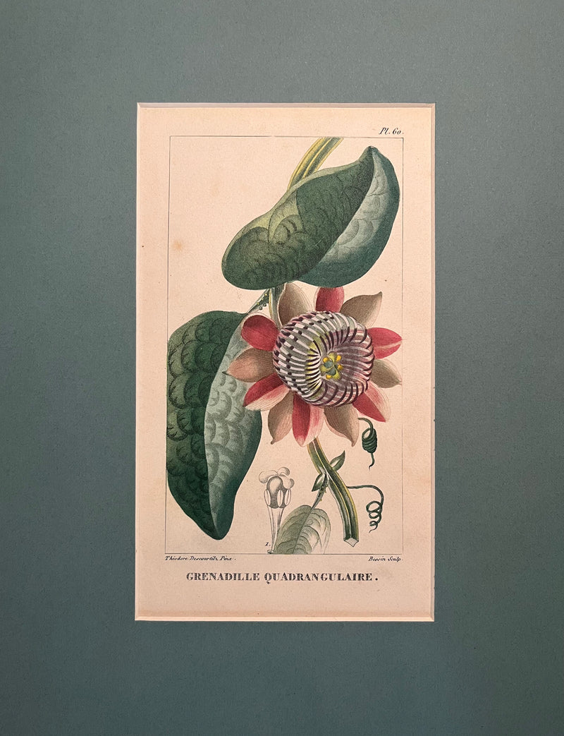Grenadille Quadrangulaire - s.XIX