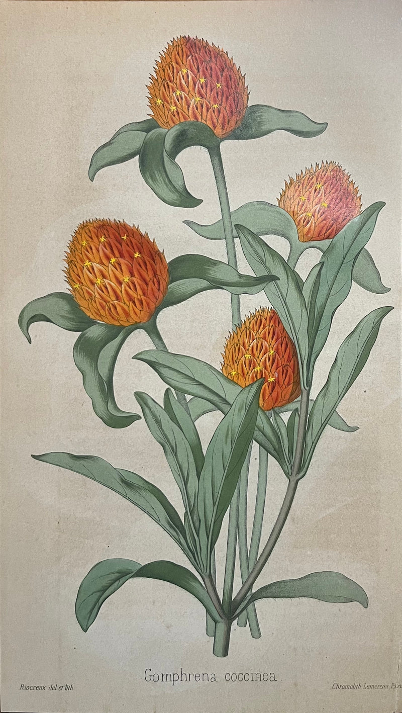 Gomphrena Coccinea - s.XIX