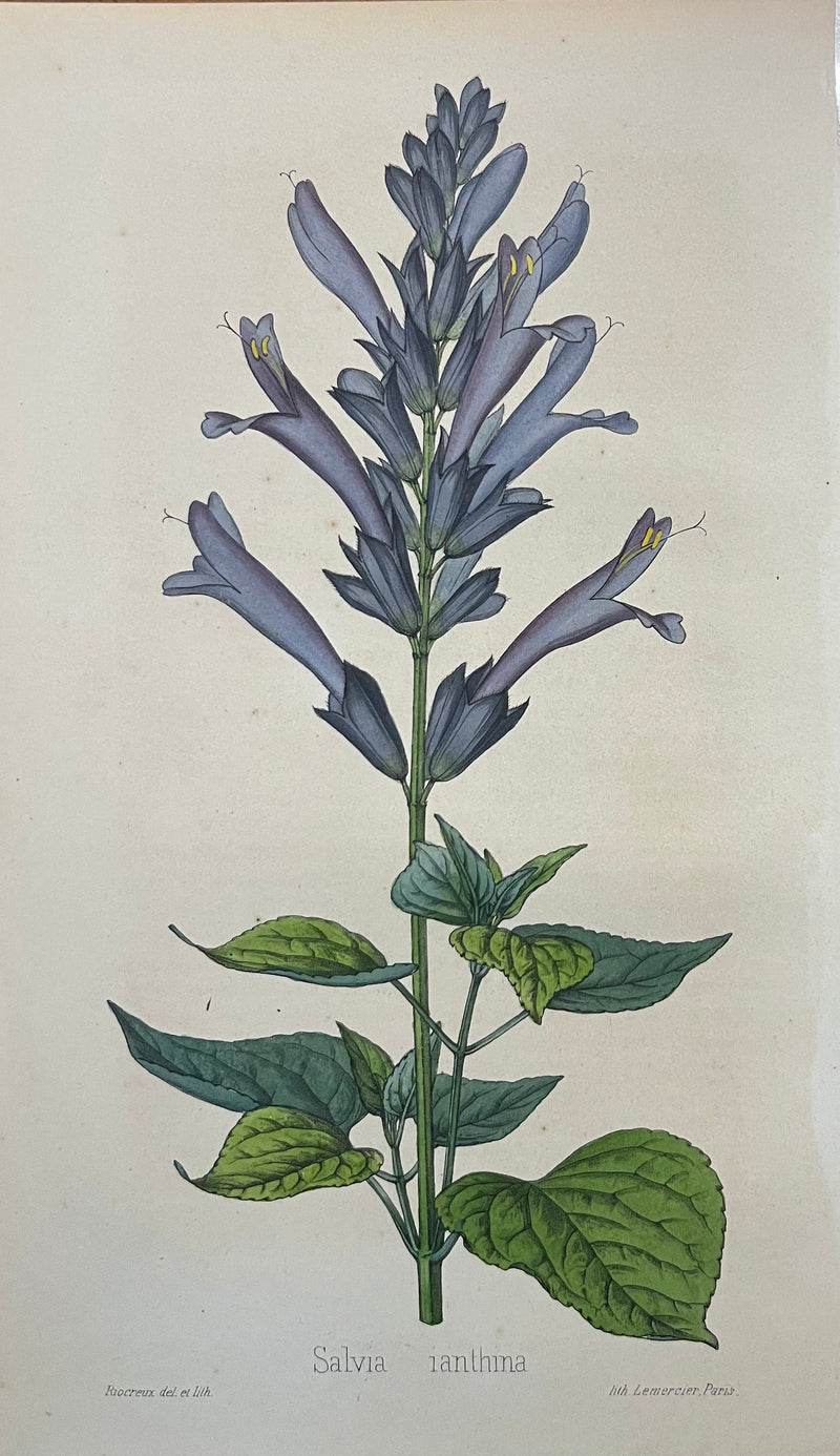 Salvia Ianthina - s.XIX