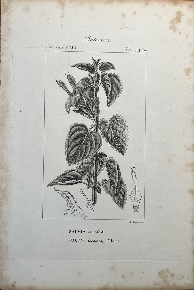 Salvia Scarlatta - S.XVIII