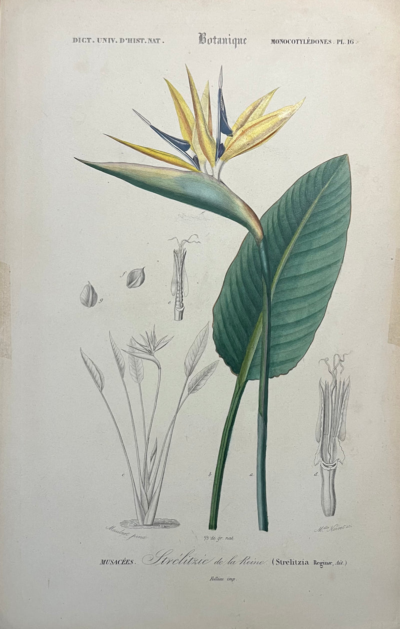 Strelitzie de la Reine - s.XIX