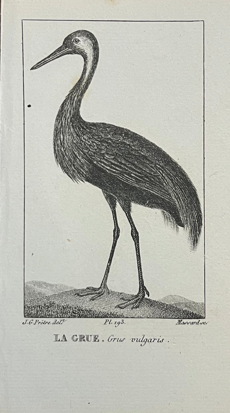 La Grue - s.XIX
