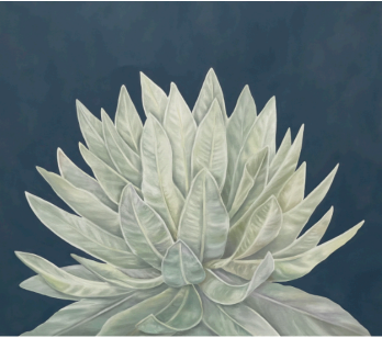 Frailejón - Daniela Mejía