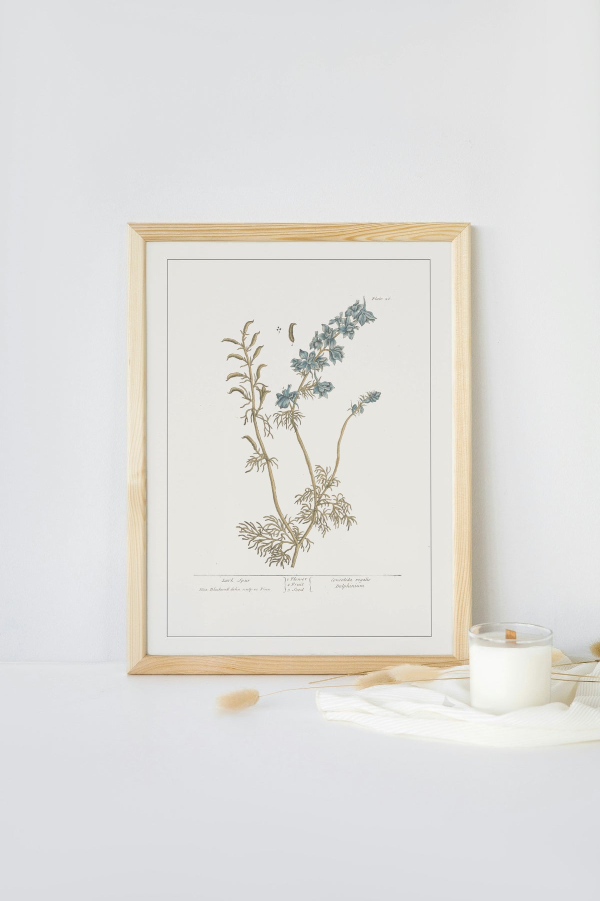 Grabados Botánicos Antiguos