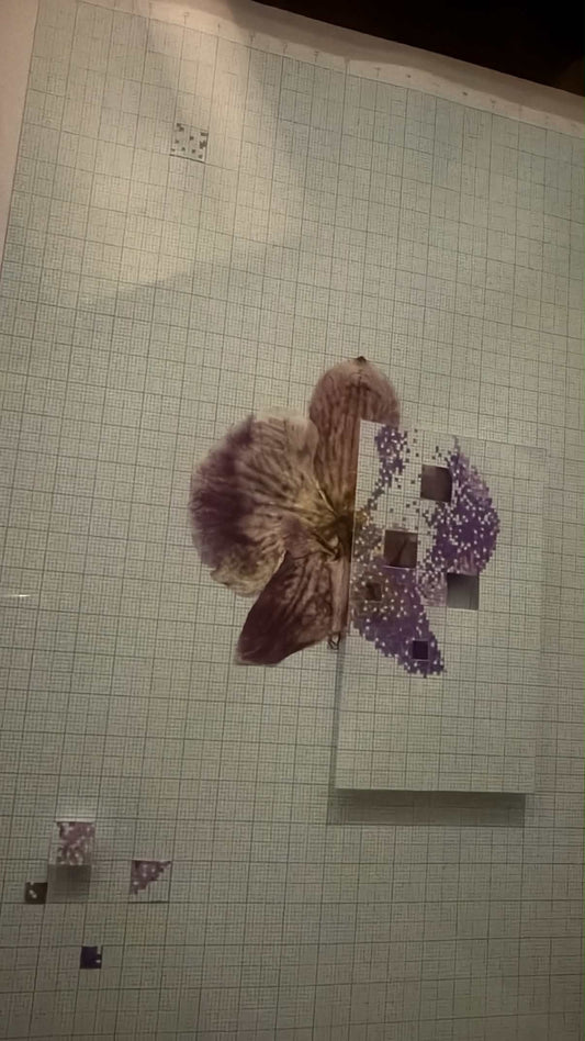 Lo que aún florece Morado - Calé
