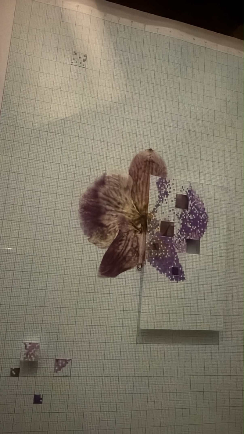 Lo que aún florece Morado - Calé