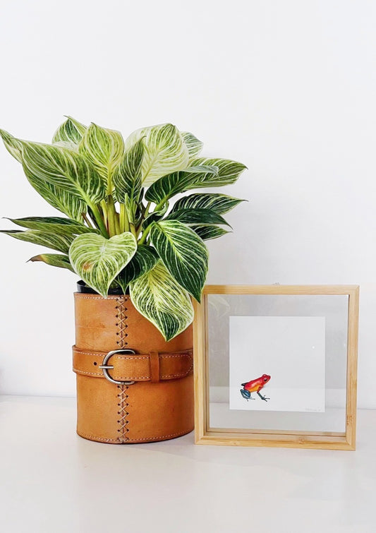 Blue Jeans Frog Print - Daniela Mejia