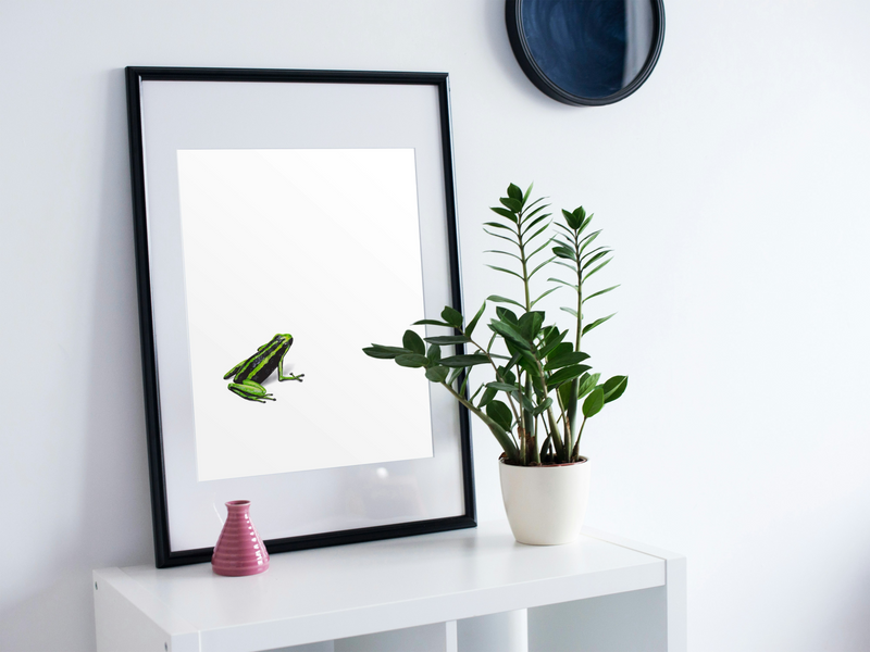 Rana Dardo - Daniela Mejia