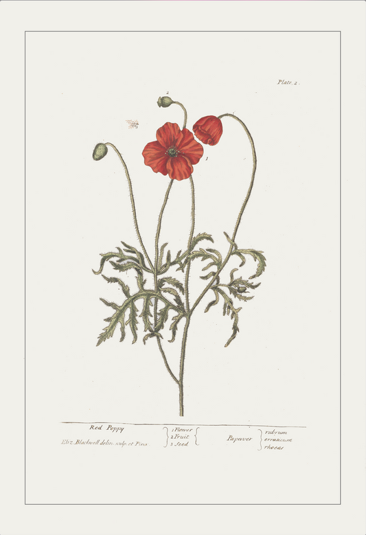 Red Poppy s.XIX