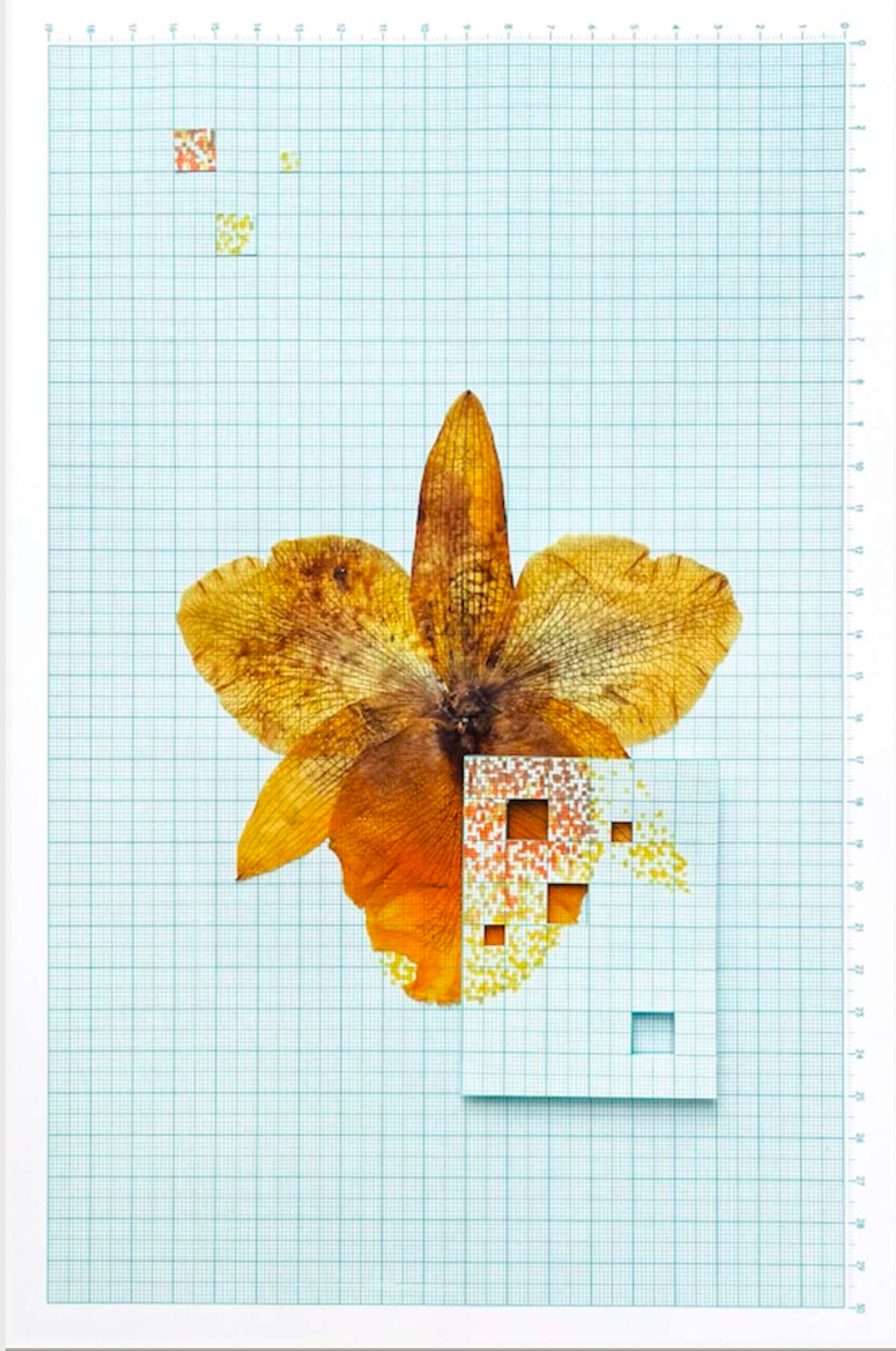 Lo que aún florece X9:Y15.5 - Calé