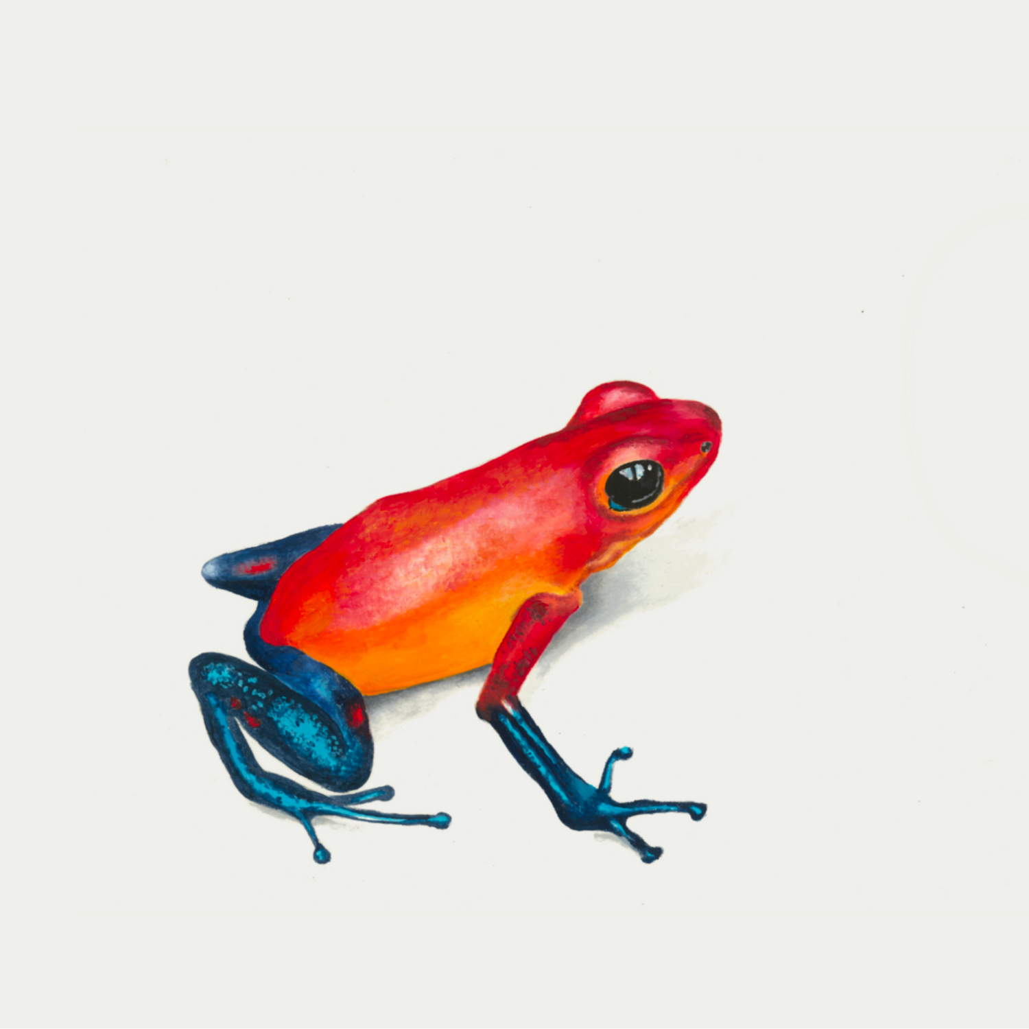 Blue Jeans Frog Print - Daniela Mejia