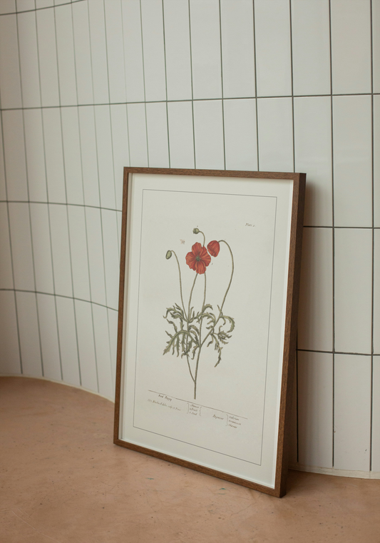 Red Poppy s.XIX