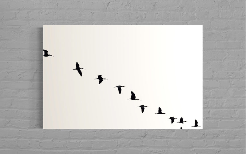 Free Bird II - Felipe Rey