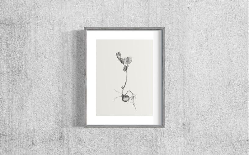 Semillas de vida - Daniela Mejia