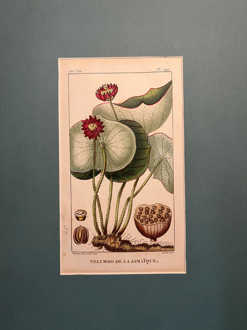 Nelumbo de la Jamaique - s.XIX