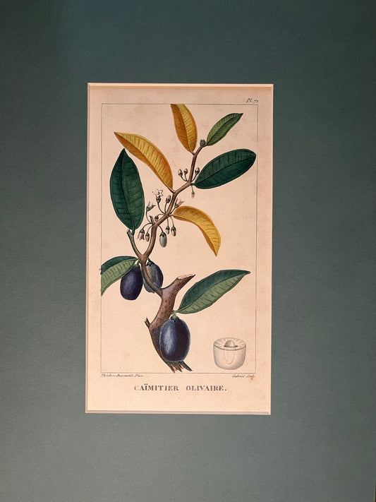Caimitier Olivaire - s.XIX