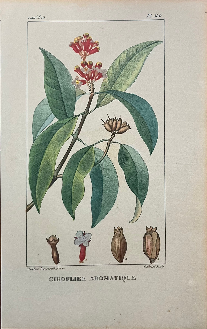 Giroflier Aromatique - s.XIX