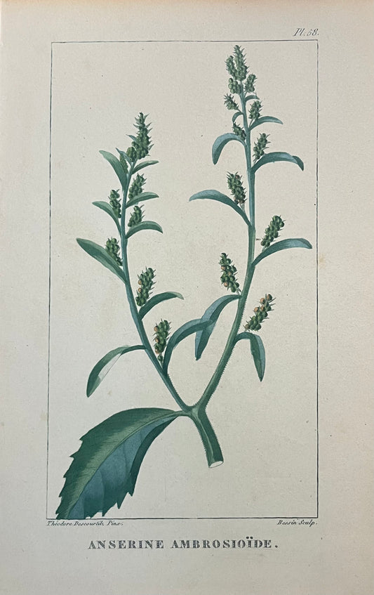 Anserine Ambrosioide - s.XIX