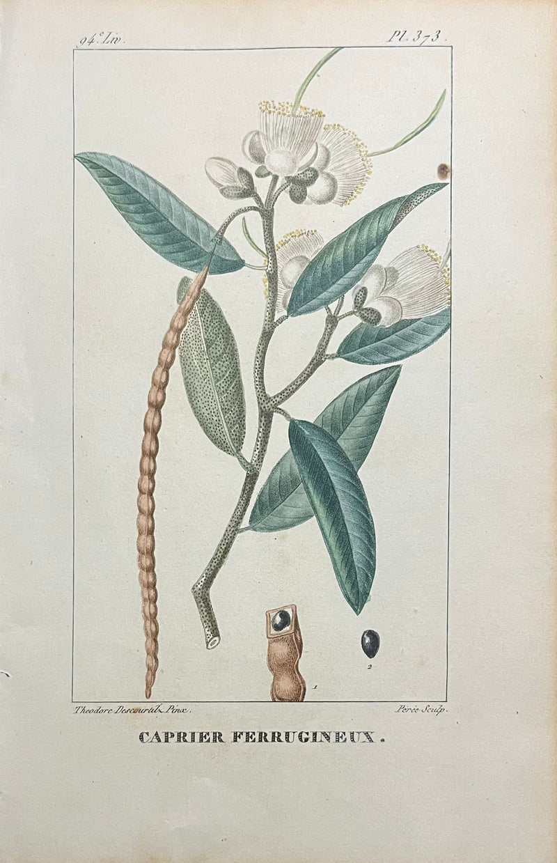 Caprier Ferrugineux - s.XIX