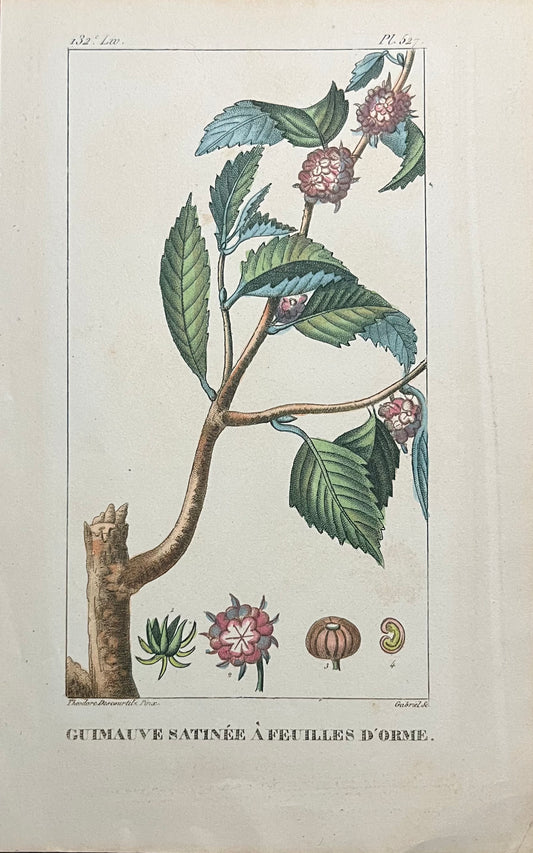 Guimauve Satinee A Feuilles D'Orme - s.XIX