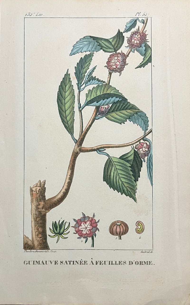 Guimauve Satinee A Feuilles D'Orme - s.XIX