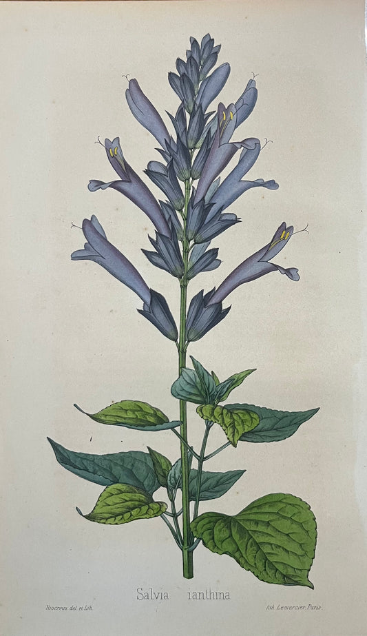 Salvia Ianthina - s.XIX