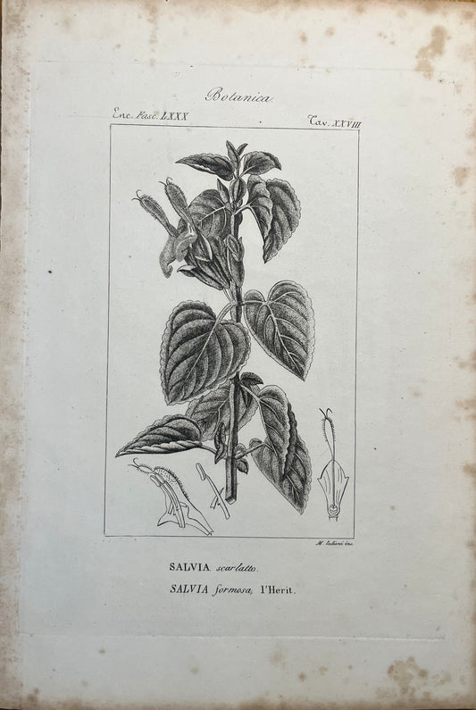 Salvia Scarlatta - S.XVIII