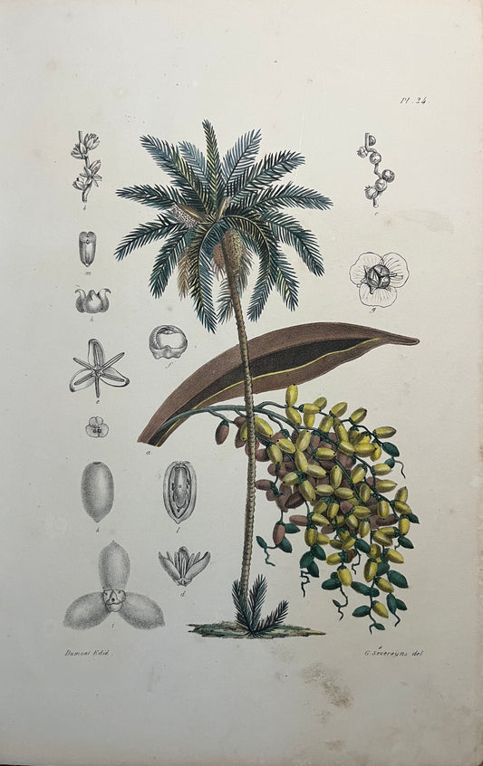 Phoenix Dactylifera - s.XIX