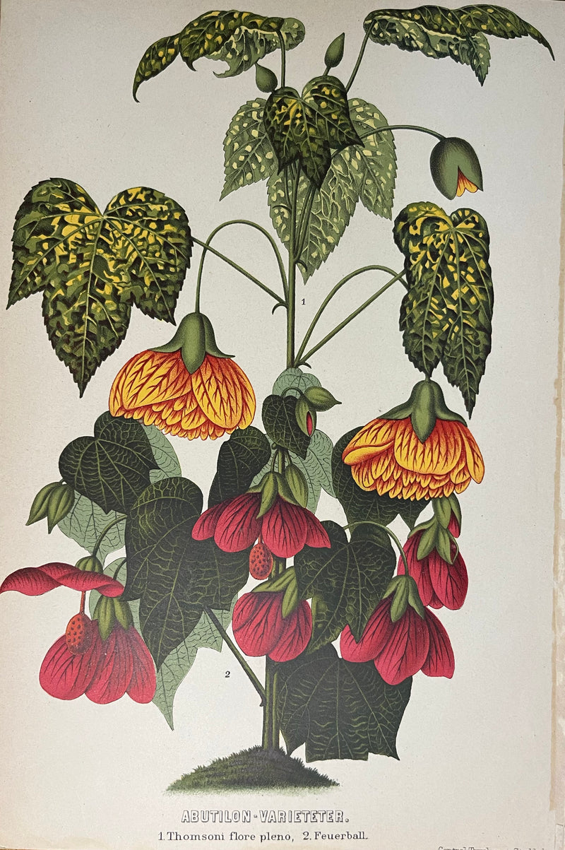 Abutilon Varieteter - s.XIX