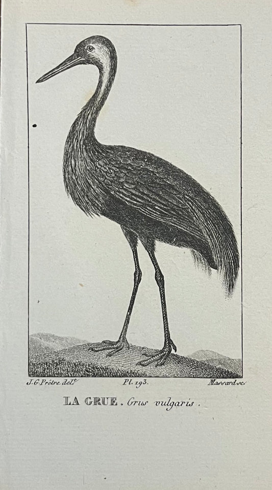 La Grue - s.XIX