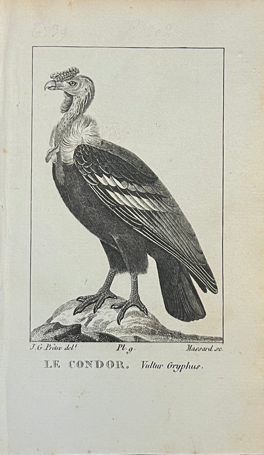 Le Condor - Vultur Gryphus s. XIX
