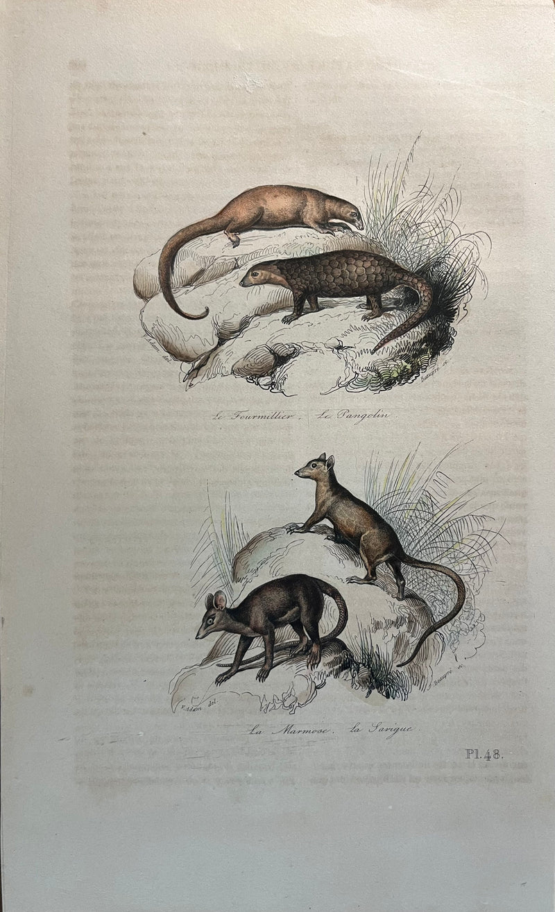Le Pangolin et La Sarigue - s.XIX