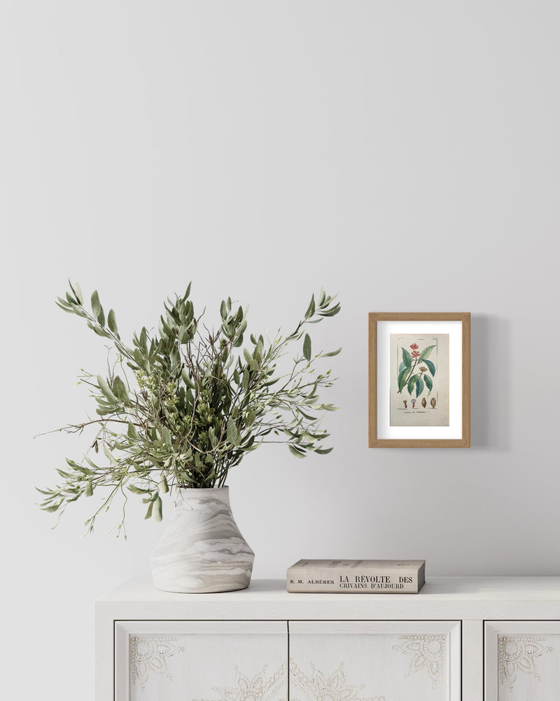 Giroflier Aromatique - s.XIX