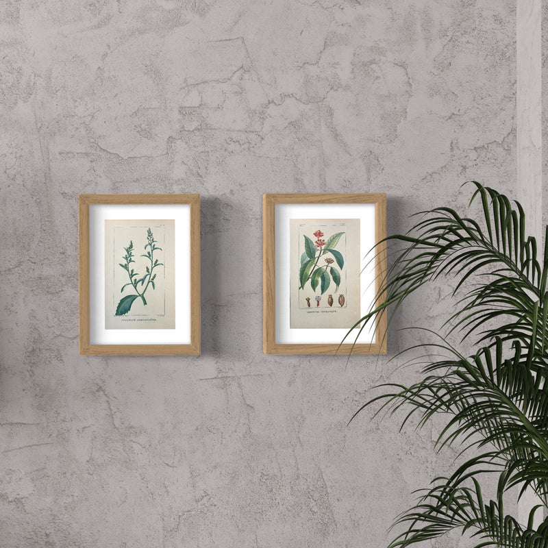 Giroflier Aromatique - s.XIX