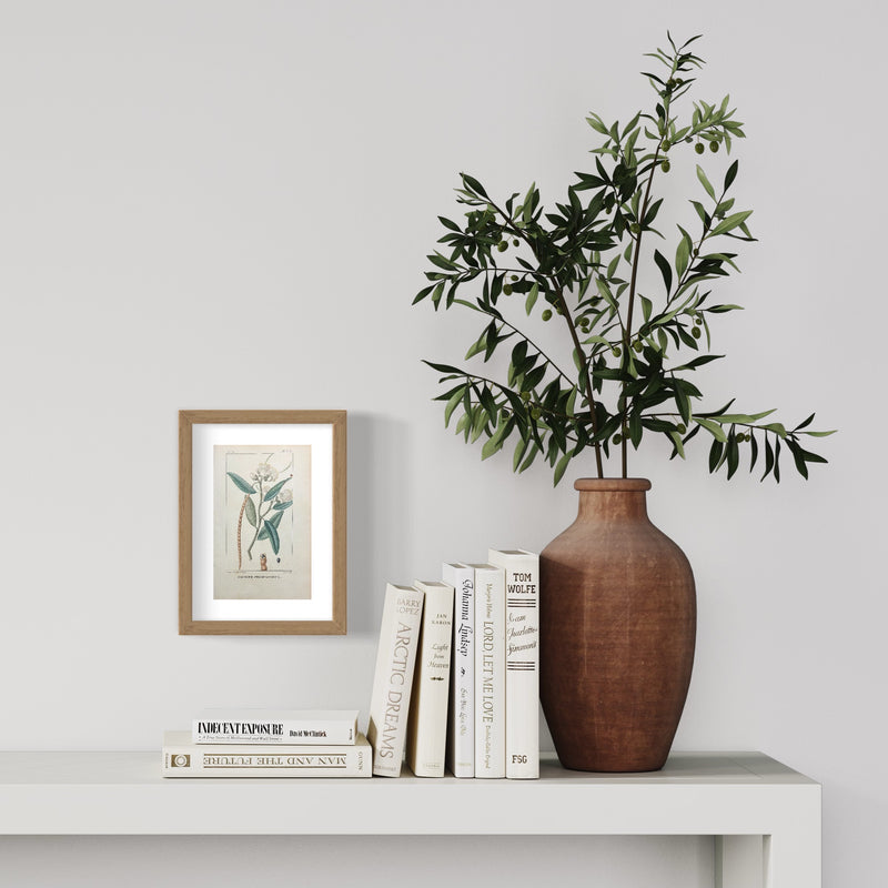 Caprier Ferrugineux - s.XIX