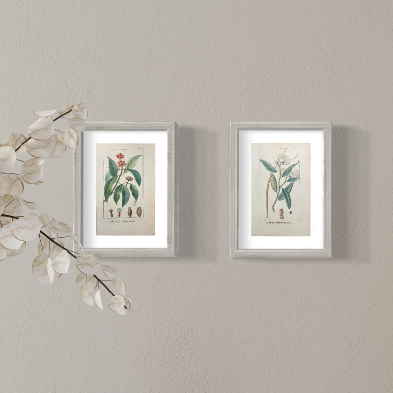 Caprier Ferrugineux - s.XIX