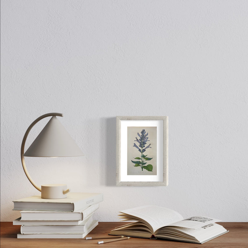 Salvia Ianthina - s.XIX