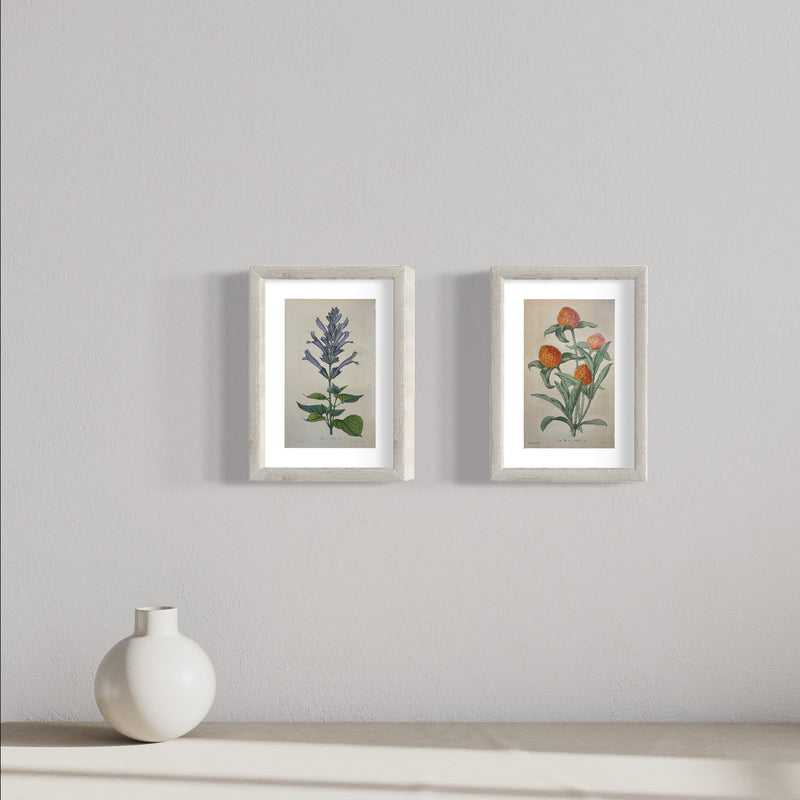 Salvia Ianthina - s.XIX