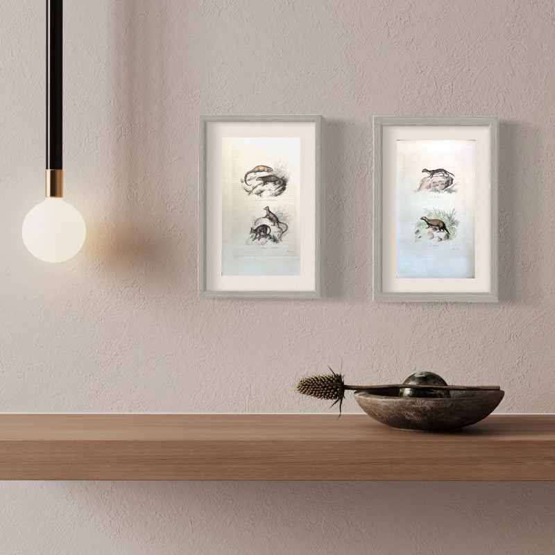 Le Pangolin et La Sarigue - s.XIX