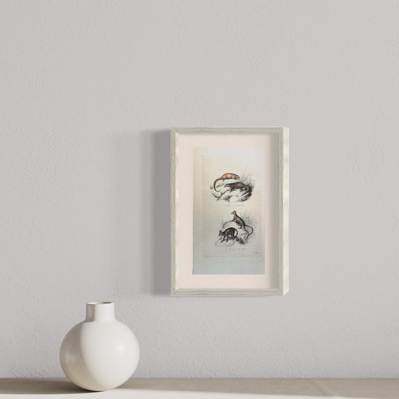 Le Pangolin et La Sarigue - s.XIX