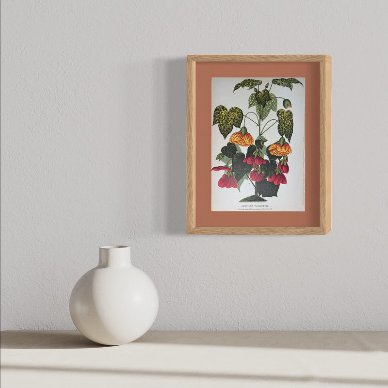 Abutilon Varieteter - s.XIX