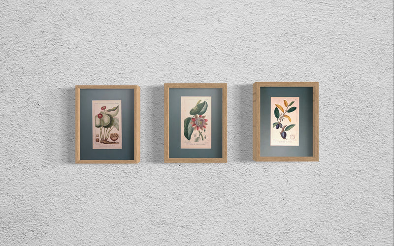 Nelumbo de la Jamaique - s.XIX