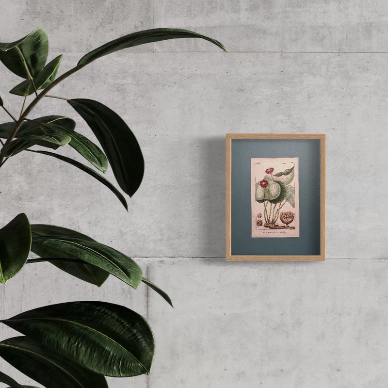 Nelumbo de la Jamaique - s.XIX