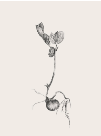 Semillas de vida - Daniela Mejia