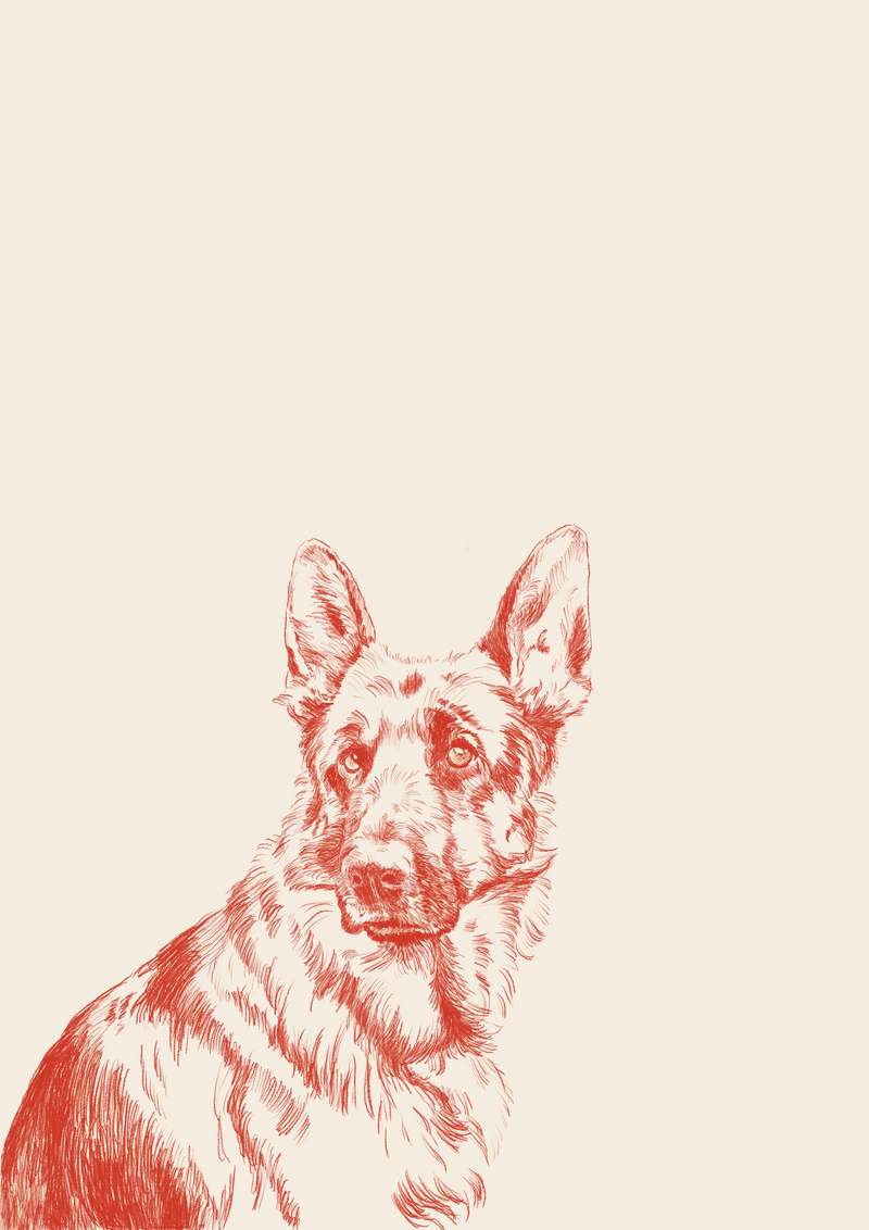 Pastor Alemán - Daniela Mejía